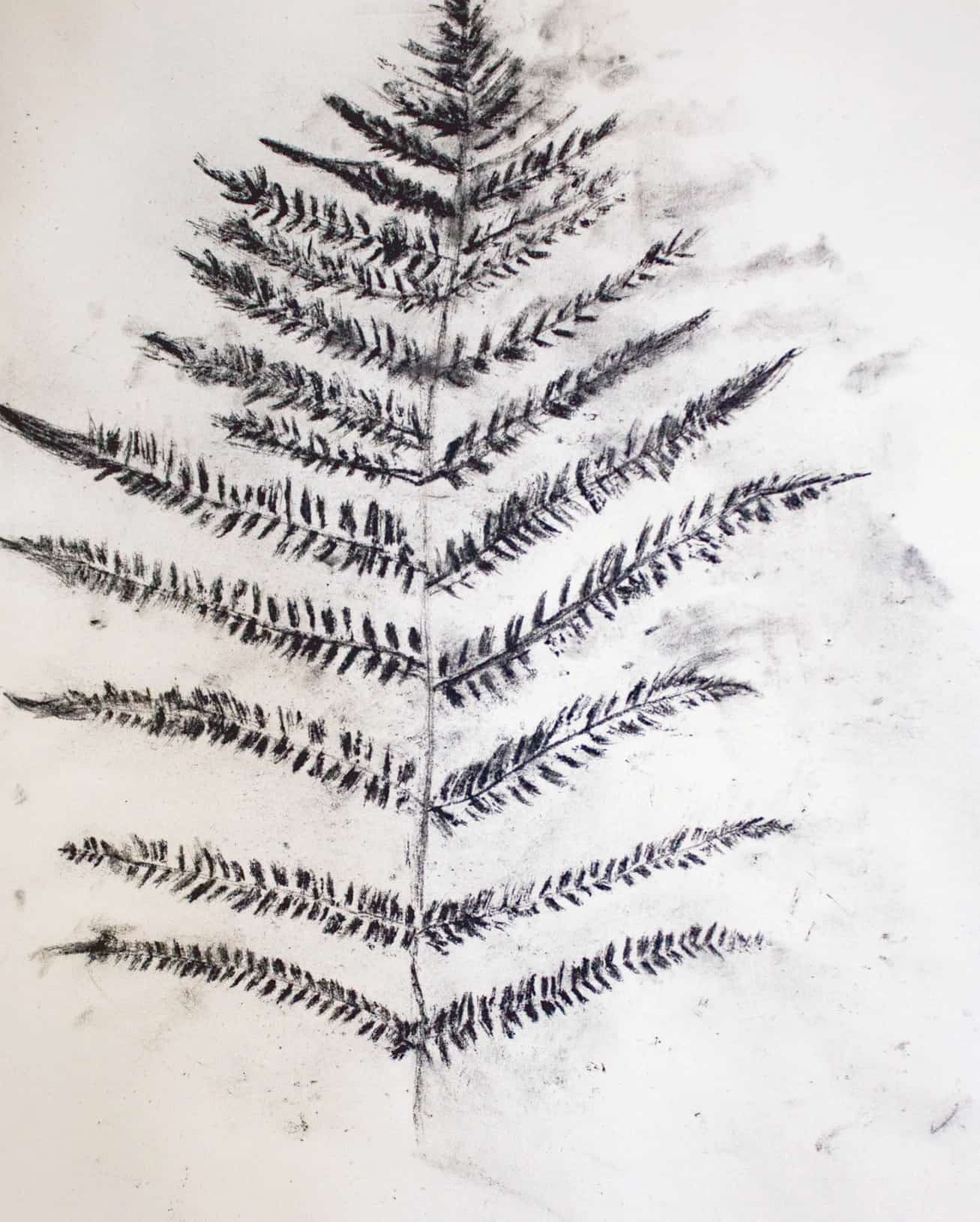 A black coal rubbing of a fern on white paper showing repeated fronds, pressure changes, and granular edges.
