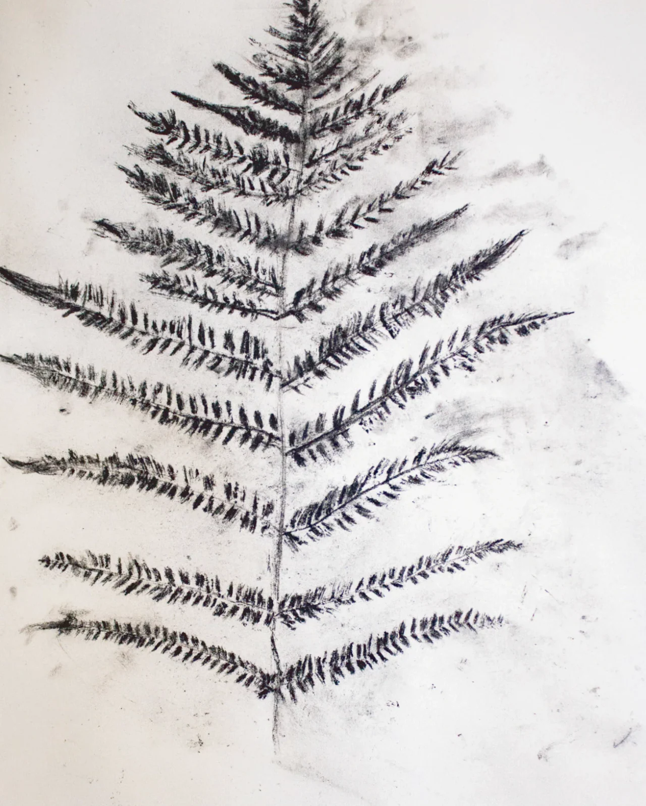 A black coal rubbing of a fern on white paper.