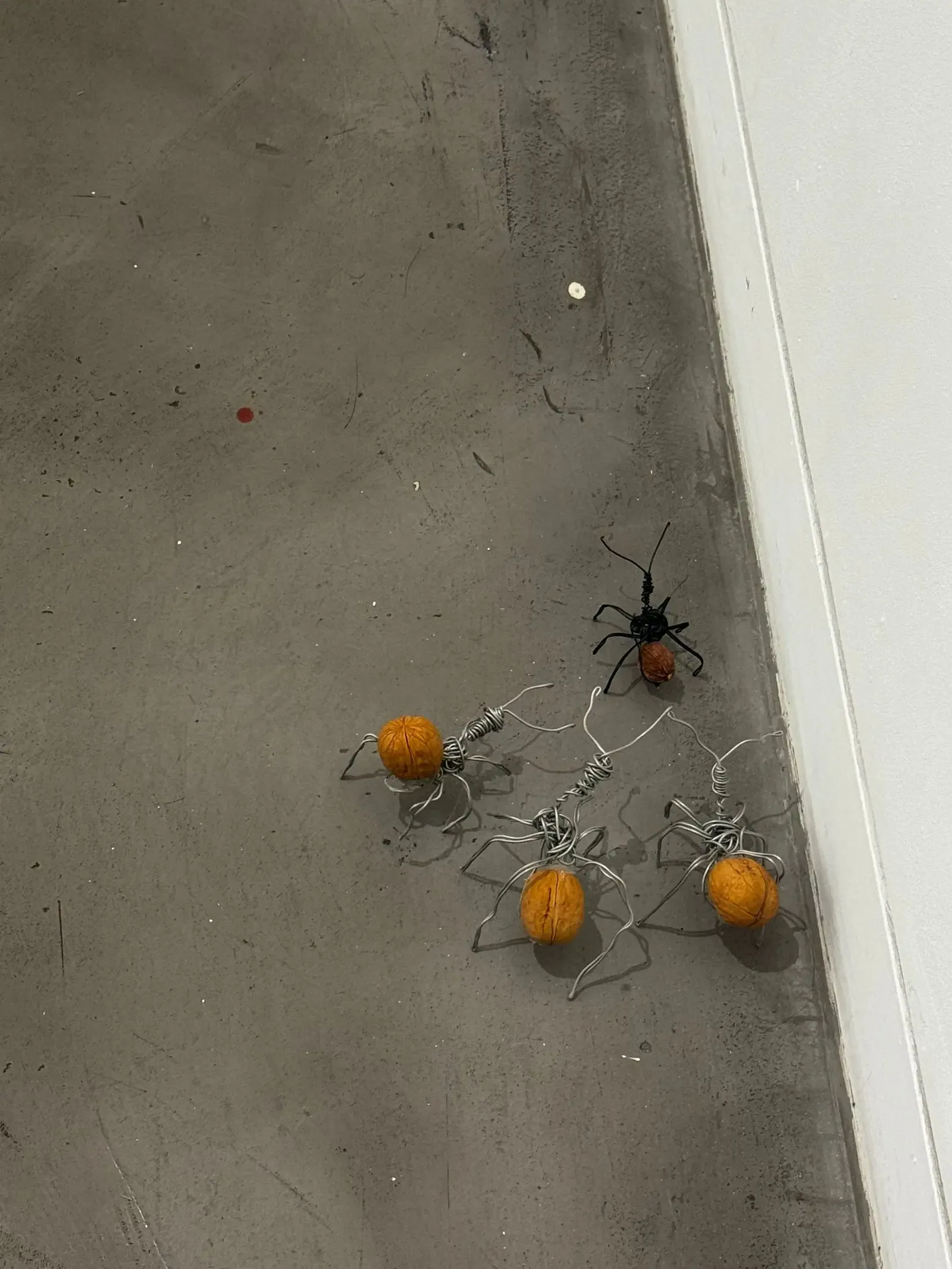 Overhead view of wire ants and walnuts moving across a concrete gallery floor.