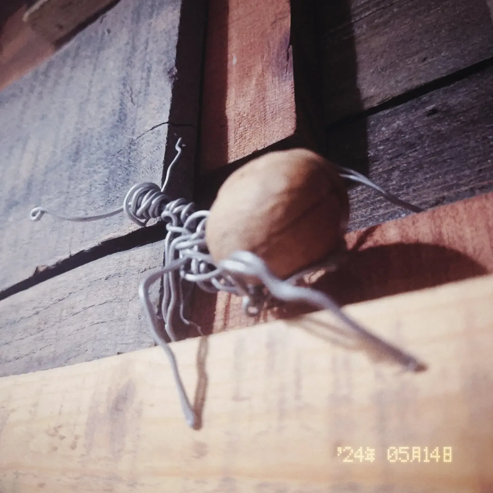 Close view of a black wire ant carrying a walnut across a wooden surface.
