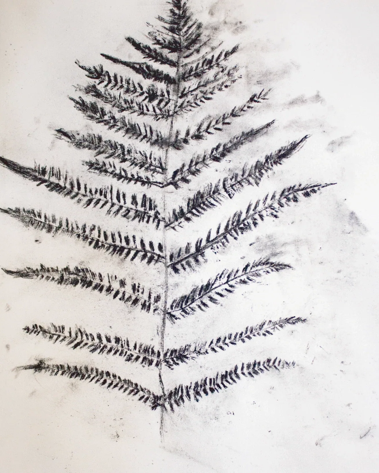 A black coal rubbing of a fern on white paper showing repeated fronds, pressure changes, and granular edges.